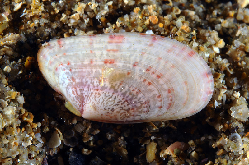 Bivalve sp